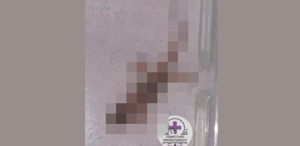 Die Familie aus Eferding entdeckte das Tier im Reisekoffer.