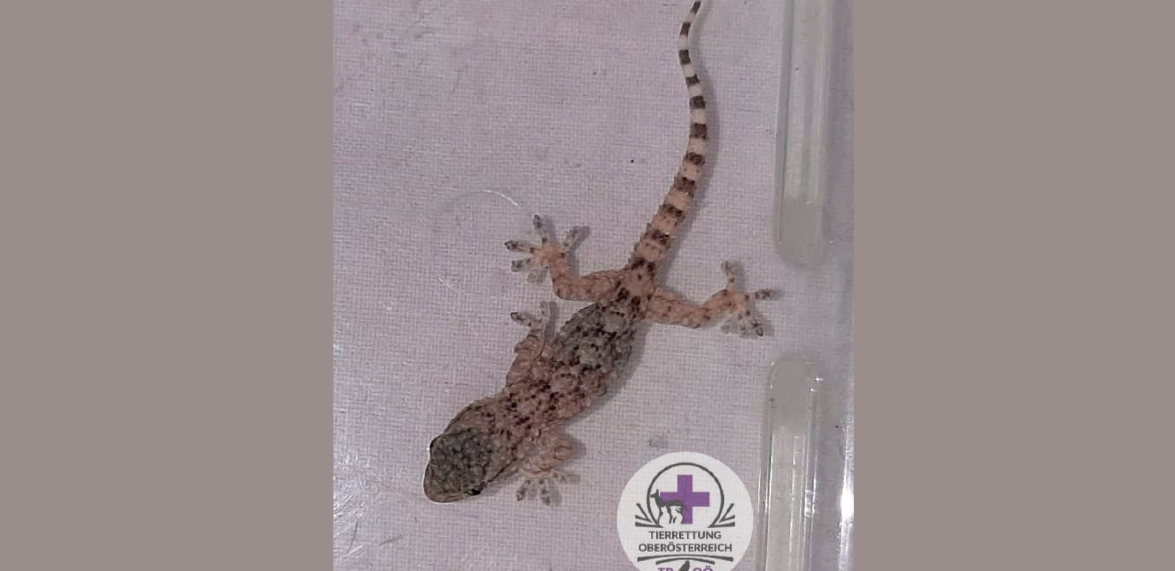 Der Gecko hatte es sich im Gepäck gemütlich gemacht, reiste von Italien mit nach Österreich.