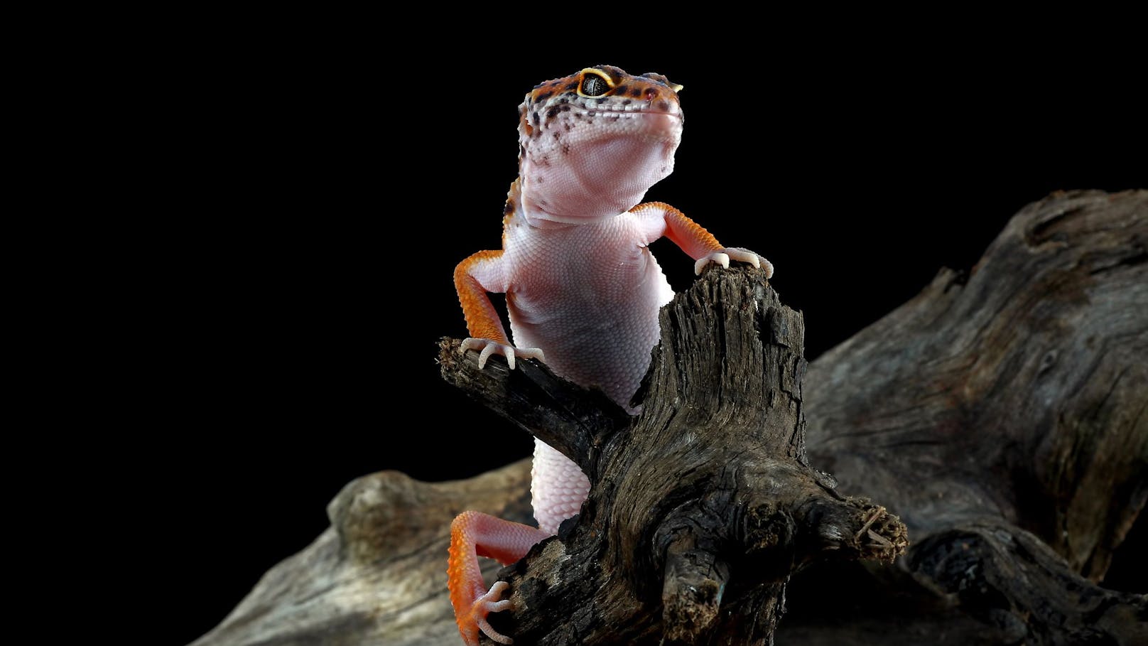 Da sie sehr gerne klettern, sollte ihr Terrarium unbedingt Felsen und Wurzeln enthalten, sowie auch Höhen worin sie sich gerne verstecken können.&nbsp;