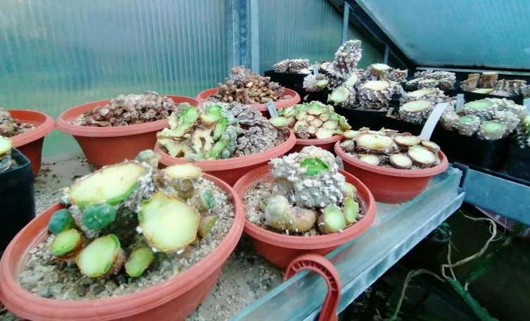 Klaus Luger/Facebook