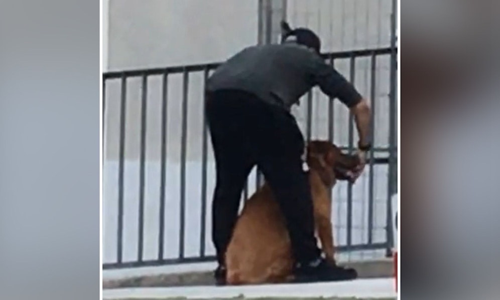 Offenbar hat ein alkoholisierter Mann seinen Hund mehrmals geschlagen, als der von ihm fliehen wollte.&nbsp;