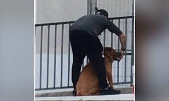 Offenbar hat ein alkoholisierter Mann seinen Hund mehrmals geschlagen, als der von ihm fliehen wollte. 