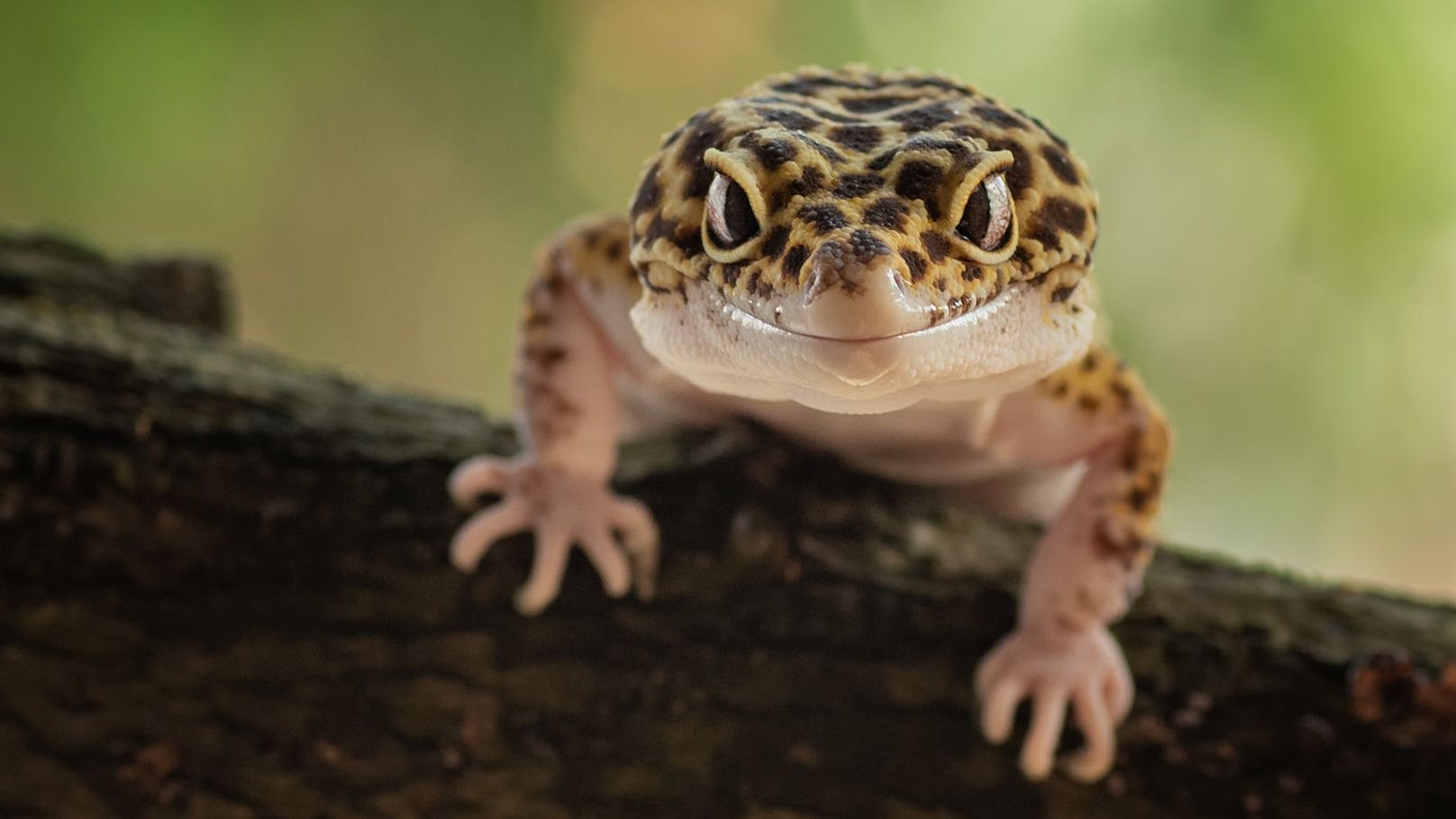 Wie auch die Eidechse, kann der Gecko bei Gefahr seinen Schwanz abwerfen, weshalb man ihn dort nie festhalten sollte.&nbsp;