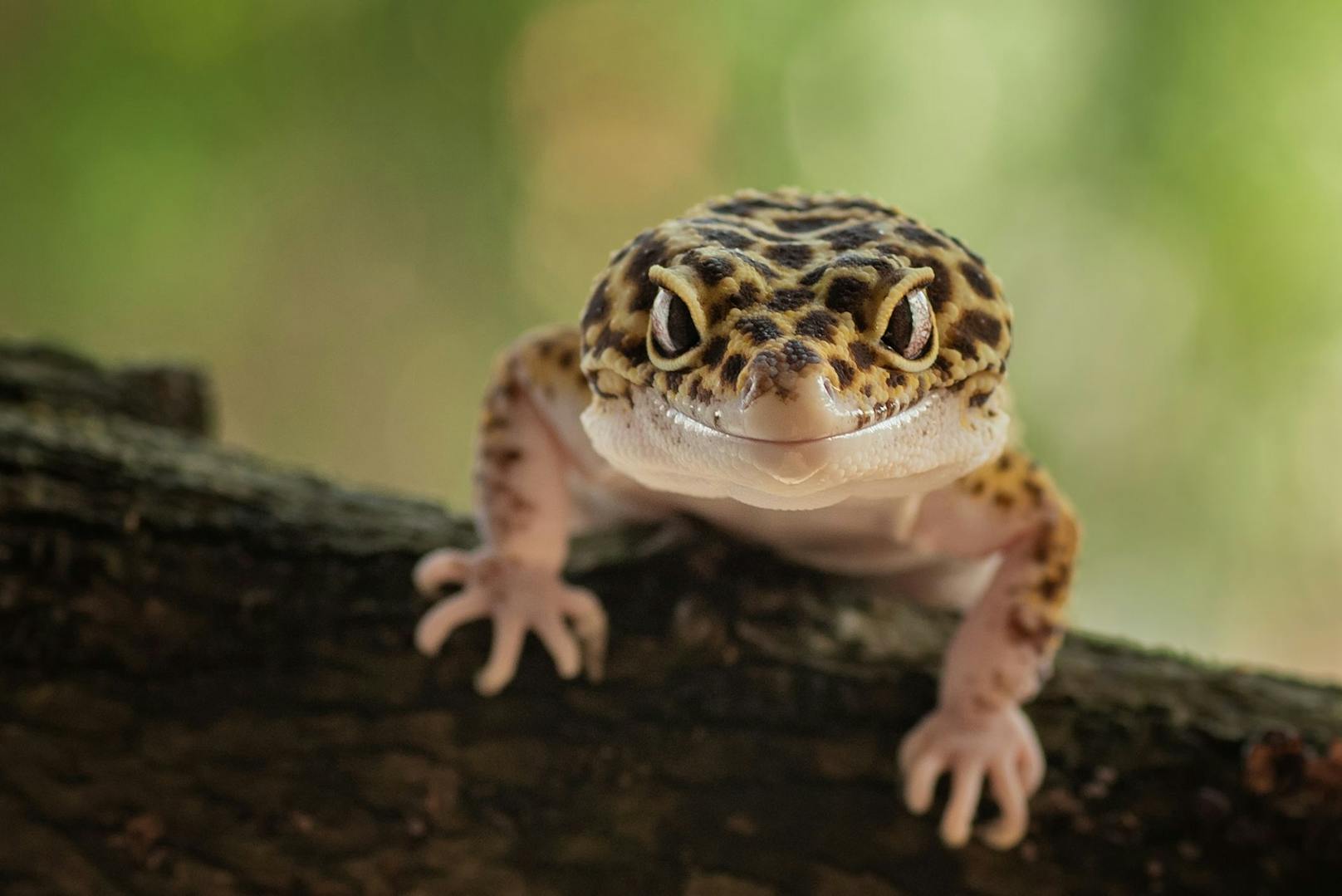 Wie auch die Eidechse, kann der Gecko bei Gefahr seinen Schwanz abwerfen, weshalb man ihn dort nie festhalten sollte.&nbsp;