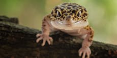 Wie im Cartoon - deshalb sind Leopard-Geckos so beliebt