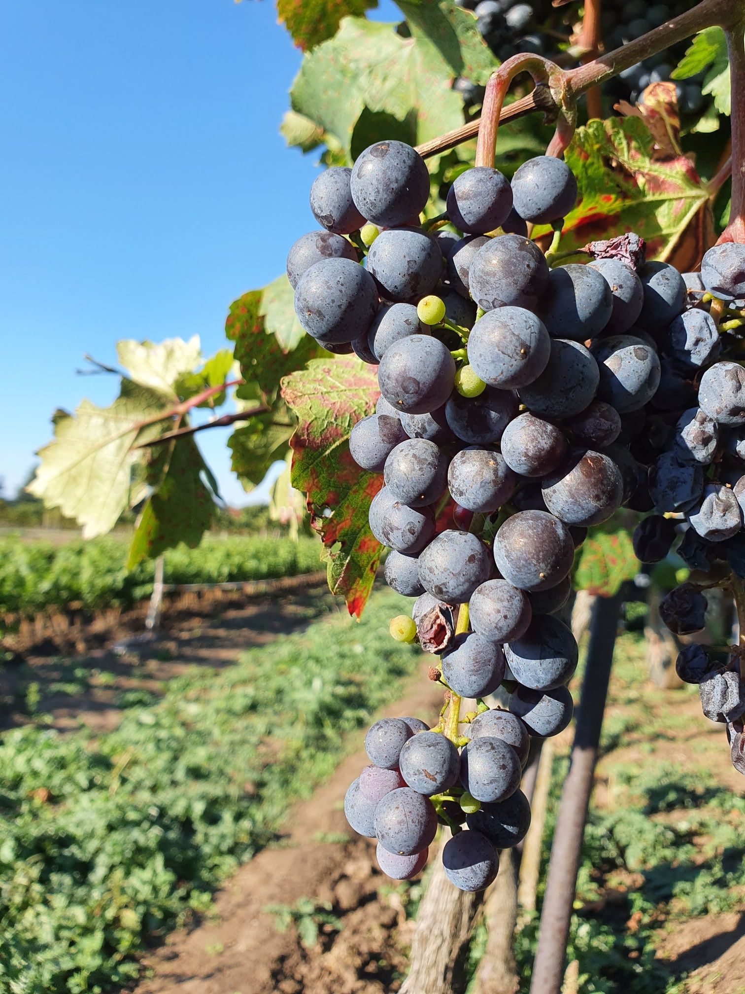 Ein Weingarten im Bezirk Gänserndorf