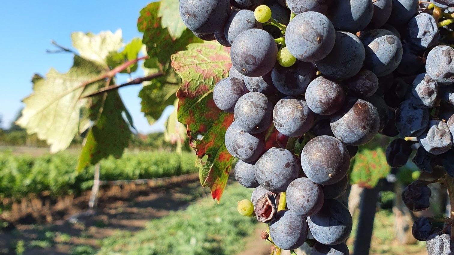 Rotwein kommt mit den klimatischen Veränderungen besser zurecht.
