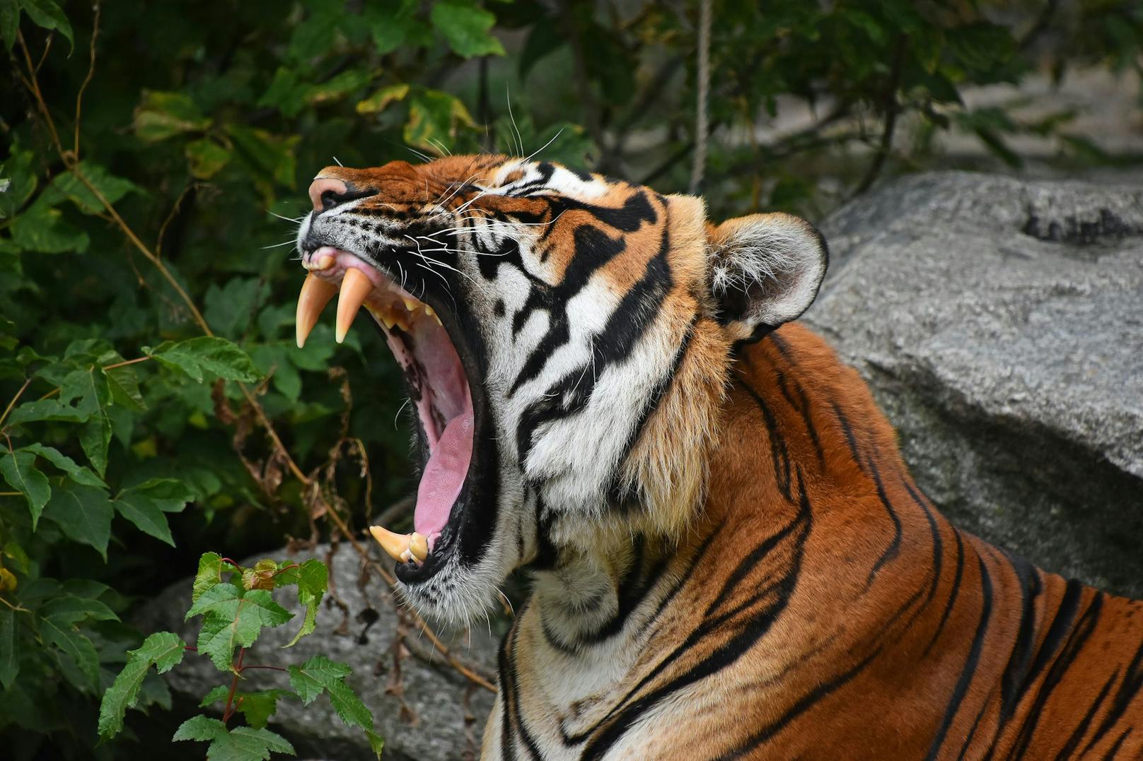 In einem russischen Zoo wurde ein Kind durch das Sicherheitsgitter von einem Tiger attackiert. 