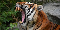 Tiger trennte einjährigem Baby den Daumen ab