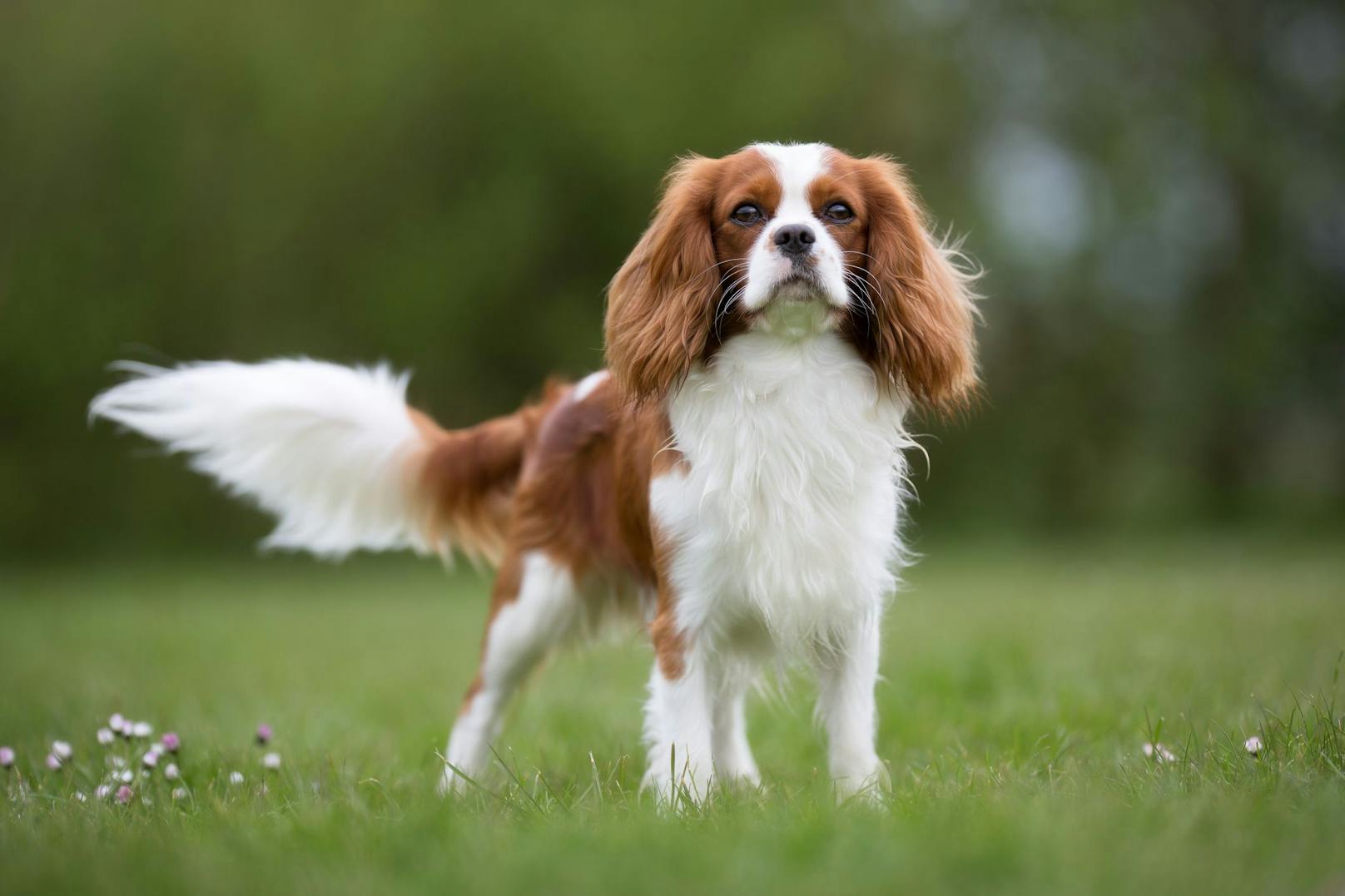 <strong>Cavalier King Charles Spaniel:</strong> Diese Hunderasse ist ein ehemaliger Stöberhund mit einer angenehmen Größe. Ausgewachsen werden sie ungefähr acht Kilogramm schwer. <br>