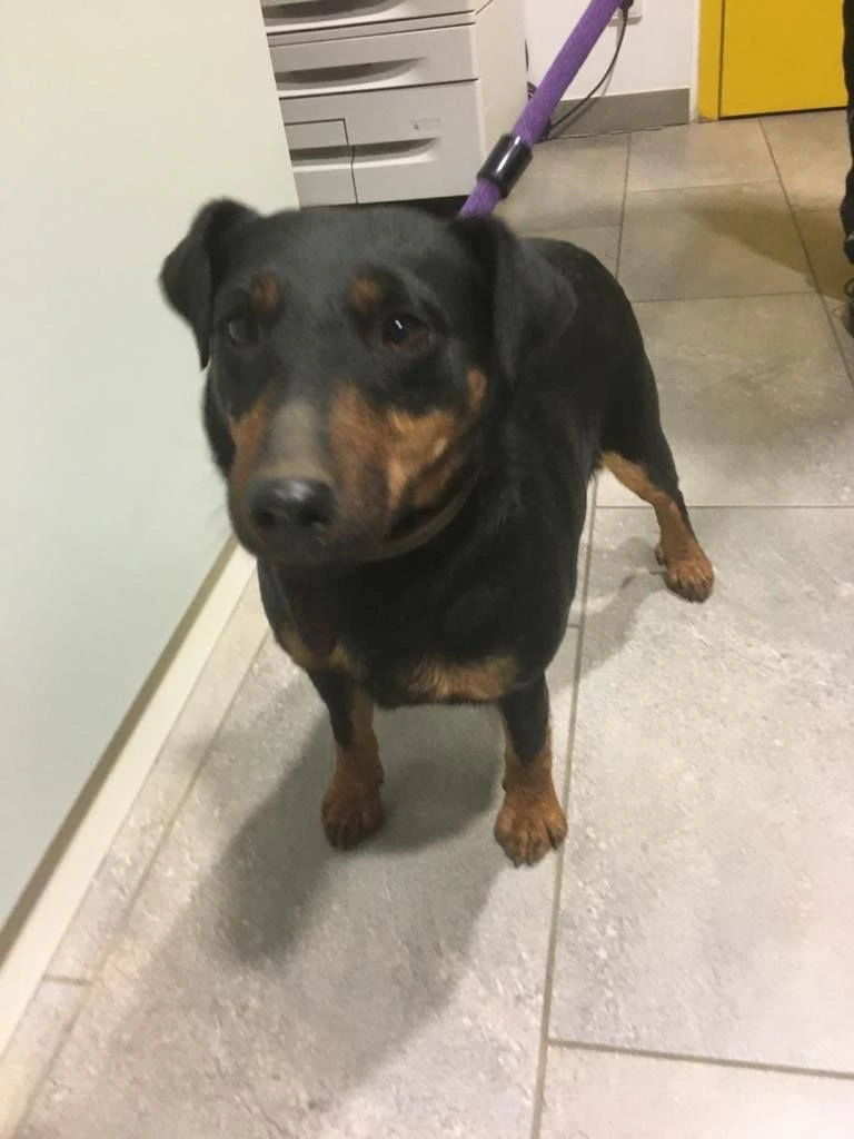 Diese ältere Hundedame wurde gestern Nacht gefunden.