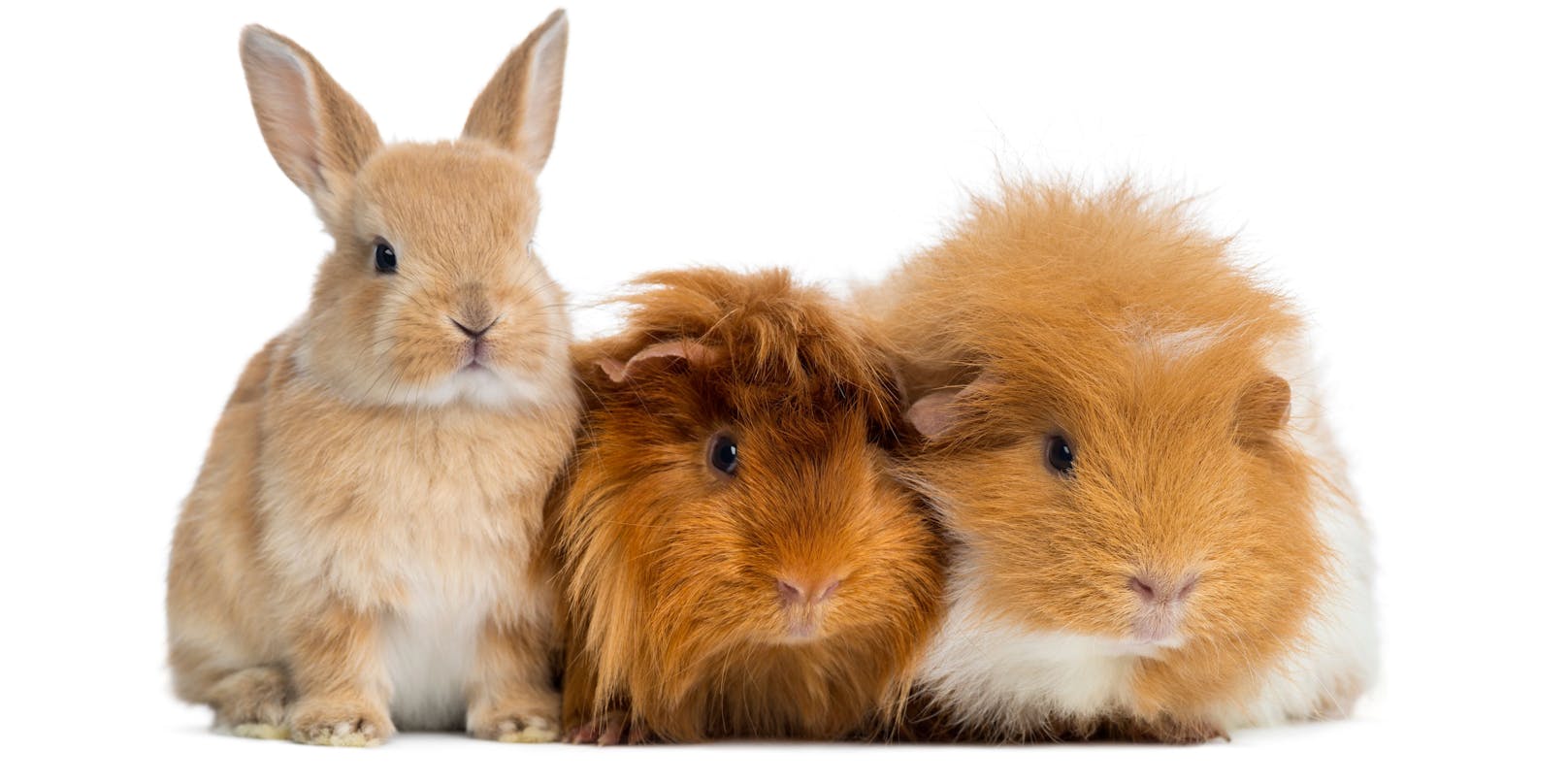Ein Kaninchen und zwei Meerschweinchen wurden mit einem Zettel vor der Wohnungstür abgestellt. (Symbolbild) 