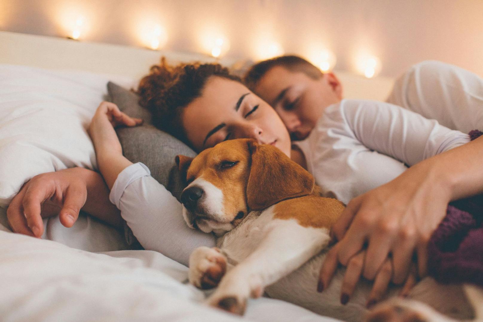 Eine Studie belegt nun, dass ein Hund im Bett die Schlaffähigkeit fördert. 