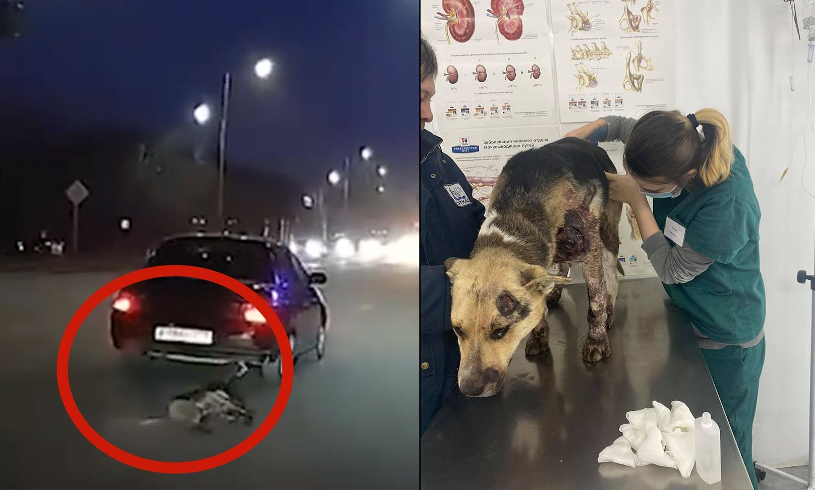 Auf einer belebten Straße in Kasachstan wurde ein Schäferhund absichtlich mit dem Auto mitgezogen. 