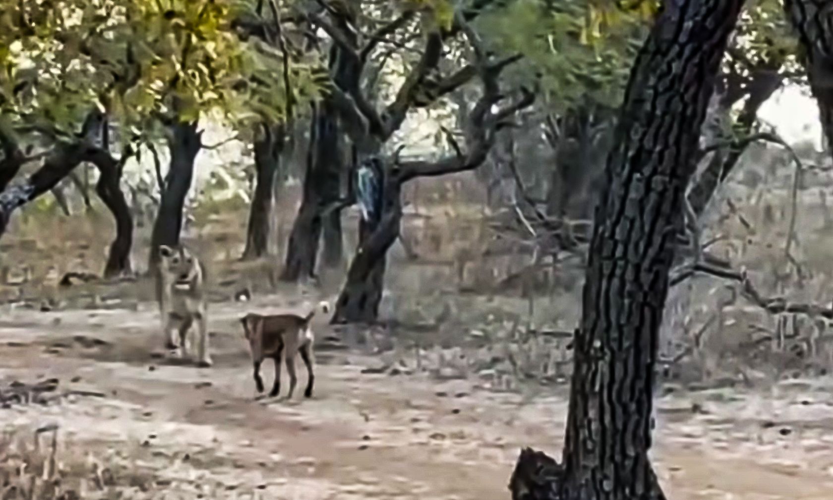 Ein äusserst mutiges Exemplar von Hund stellt sich hier der mächtigen Raubkatze. 