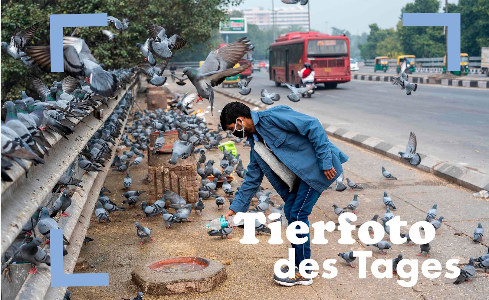 Ein Mann füttert Tauben in Neu Delhi. In sechs Bundesstaaten von Indien kostete die Vogelgrippe tausenden Zugvögeln, Enten, Krähen und Hühnern das Leben. 