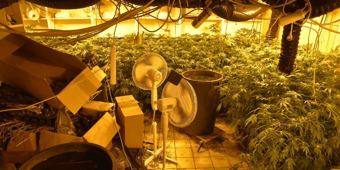 Mit dieser Cannabiszucht soll der Lenker in Verbindung stehen