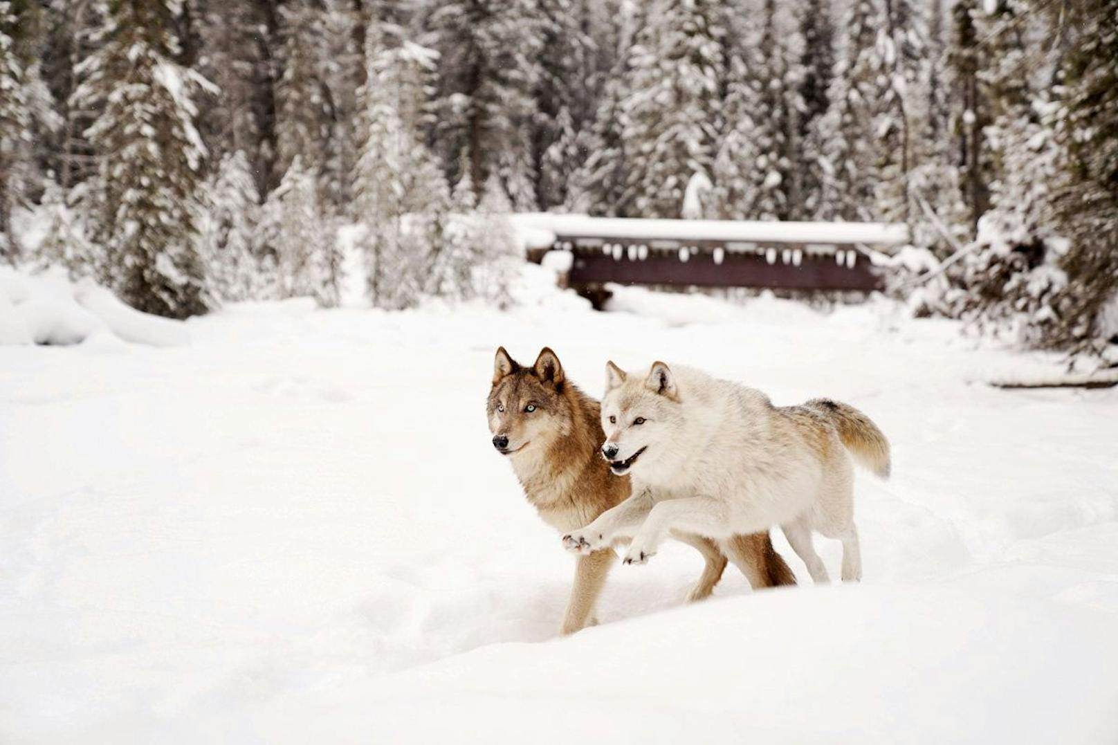 Das Northern Lights Wildlife Wolf Center besteht seit 2002 in Kanada. 