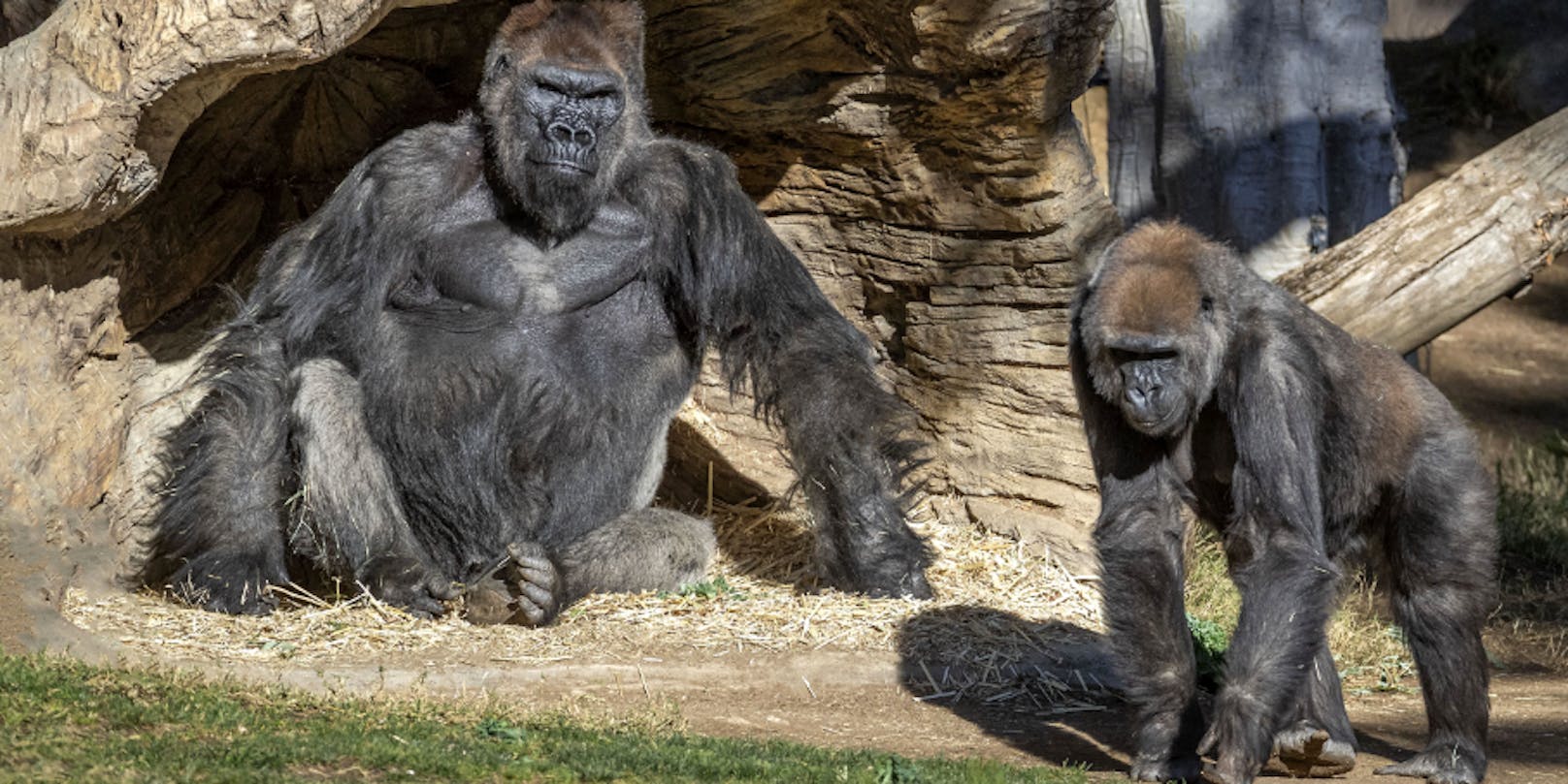 Die Gorillas im Zoo von San Diego haben Corona