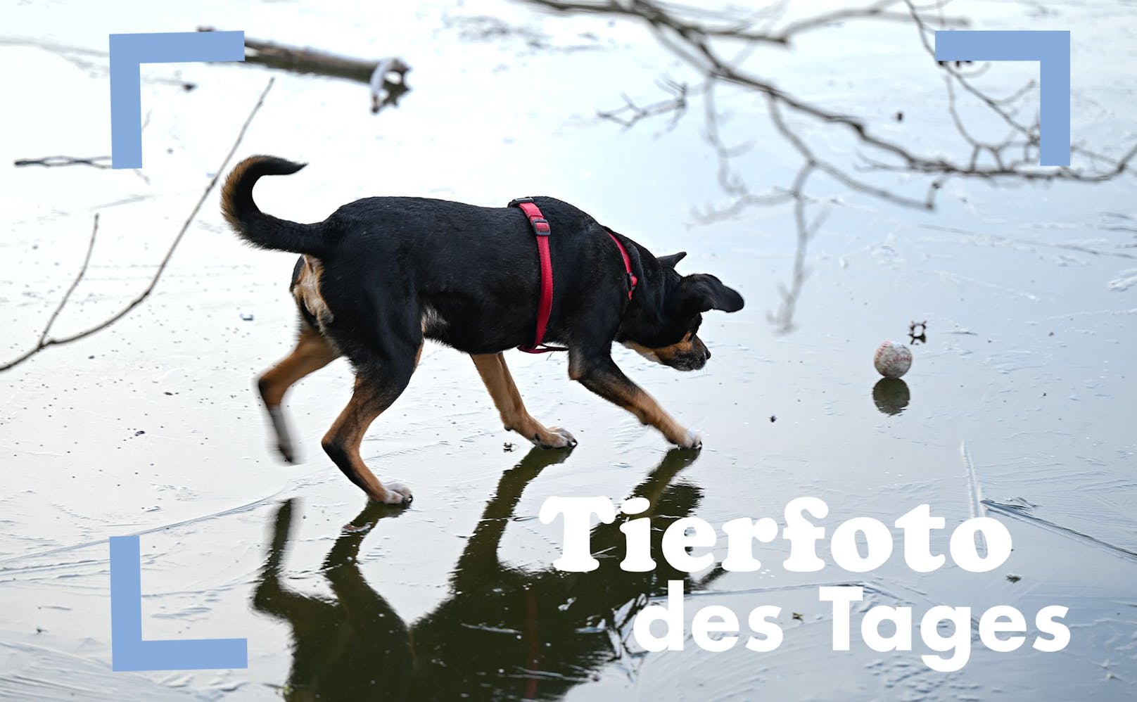 Es wird kalt! Dieser Hund in Deutschland merkt den Temperatursturz auf einem eingefrorenen See. 