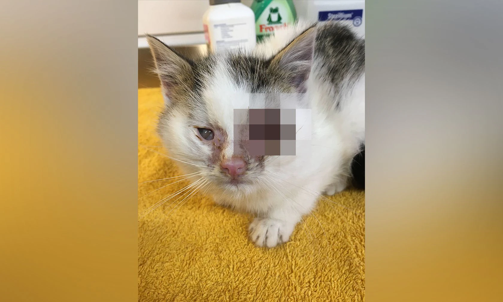 Das kleine verwahrloste Kitten wird nun beim Verein PFOTENHILFE behandelt. 
