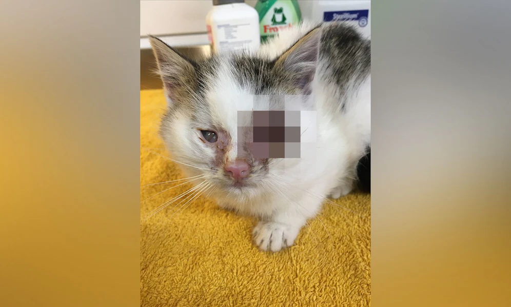 Das kleine verwahrloste Kitten wird nun beim Verein PFOTENHILFE behandelt. 