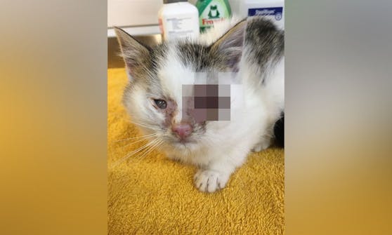 Das kleine verwahrloste Kitten wird nun beim Verein PFOTENHILFE behandelt.