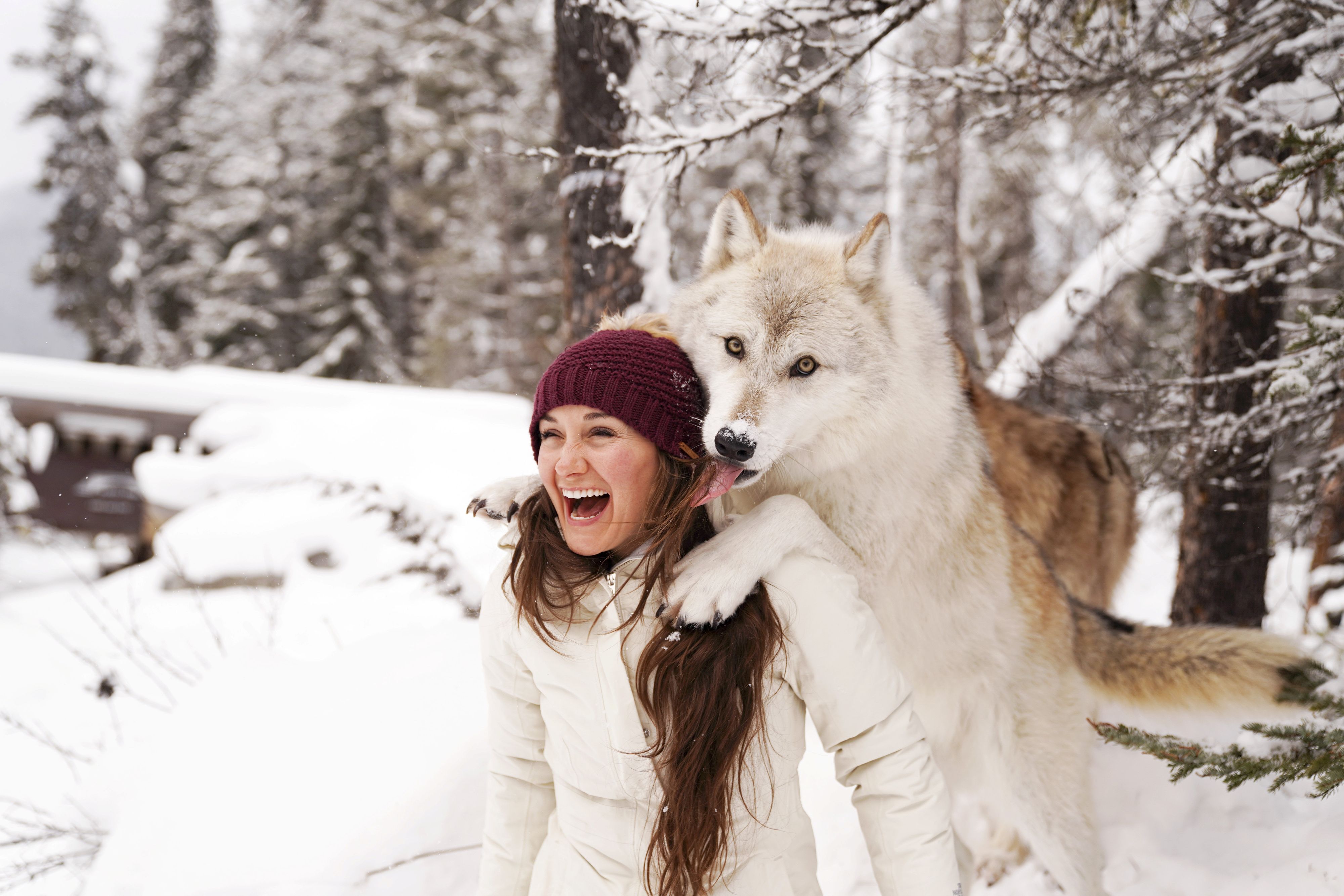 Fantastische Aufnahmen gelangen hier einer Gruppe von Fotografinnen im Northern Lights Wildlife Wolf Center in Kanada. 