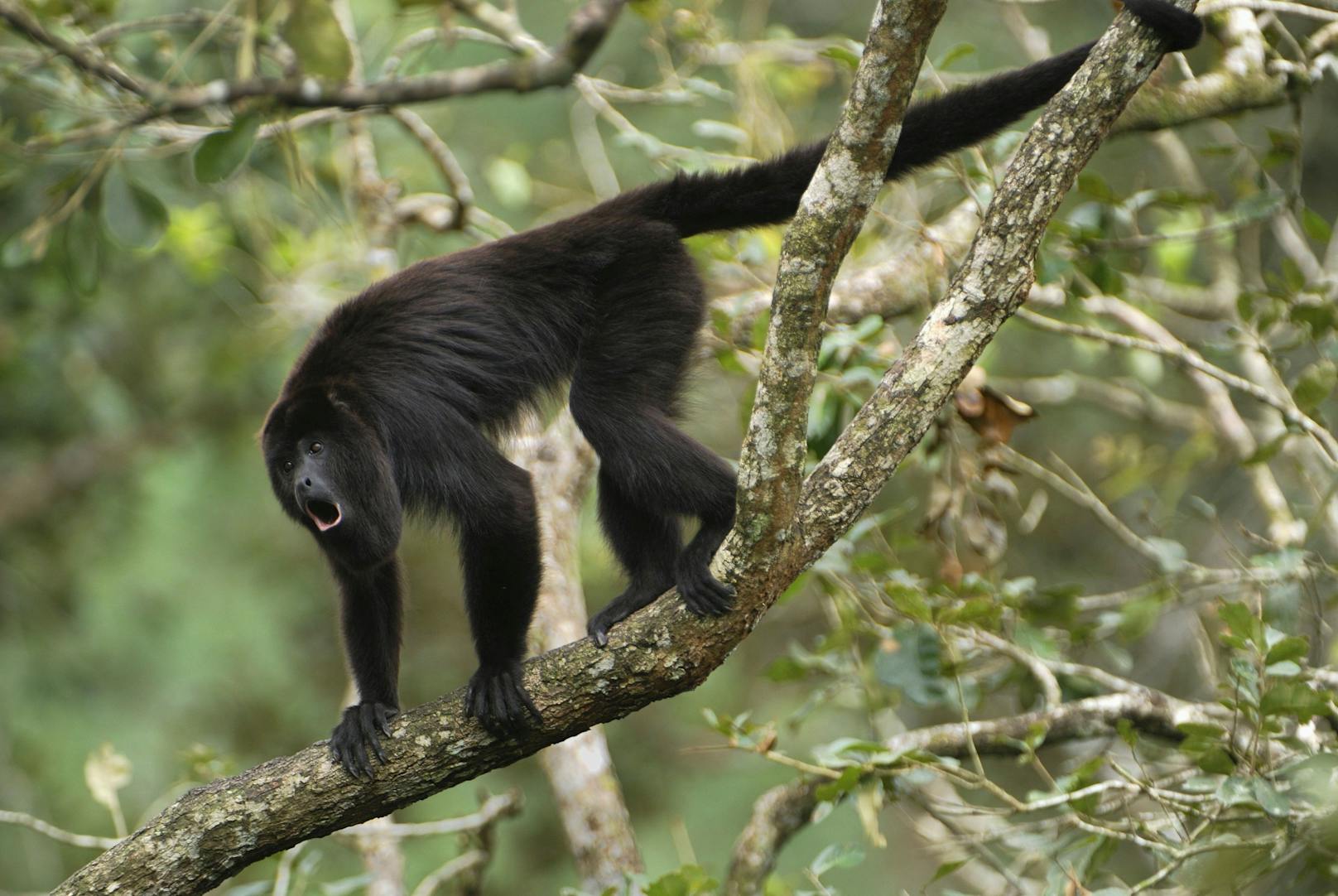 Ein schwarzer Affe schlich sich in ein Haus in Malaysia und verletzte ein zweimonate altes Baby schwer. 