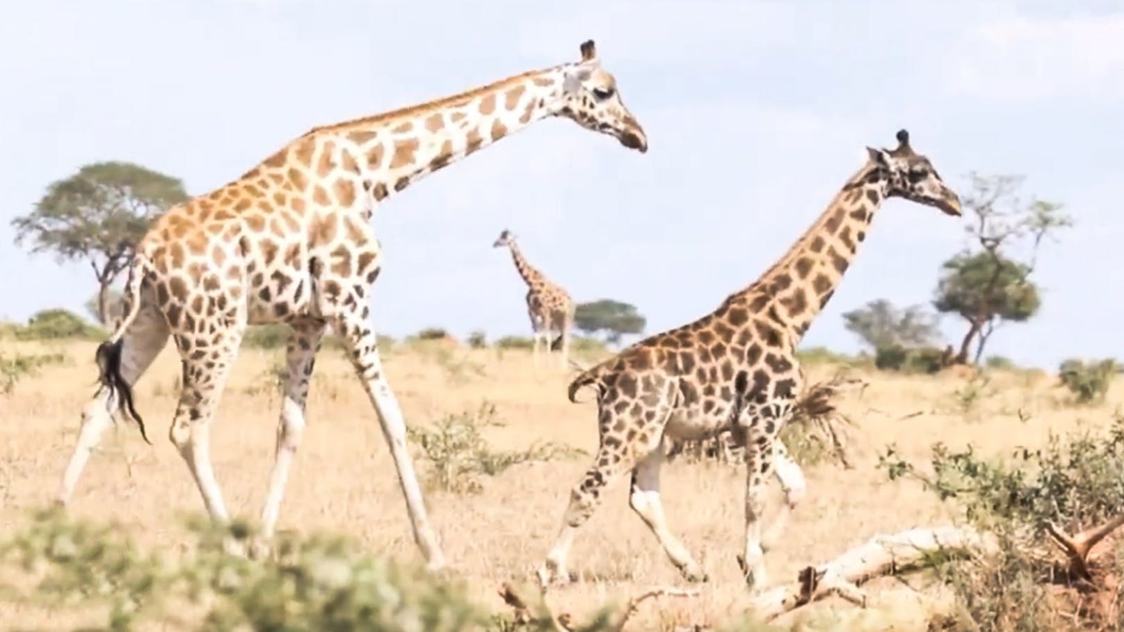 Auf den ersten Blick glaubt man bei Giraffe "Gimli", man sähe ein Giraffenkalb.