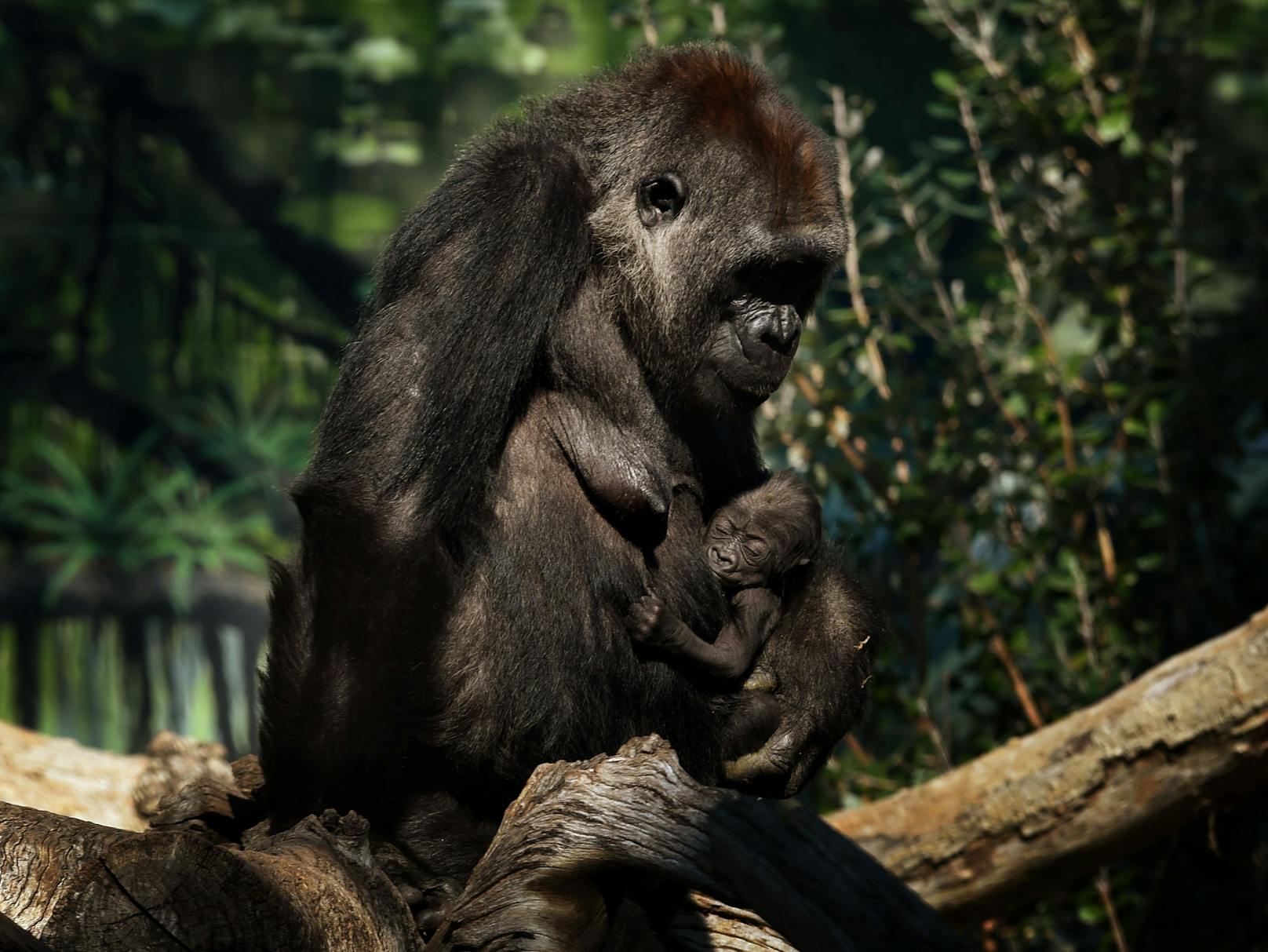 Zoo-Gorillas an Corona erkrankt