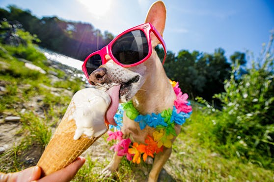 "Doggie Dessert" heißt das Ben & Jerry Eis für Hunde.