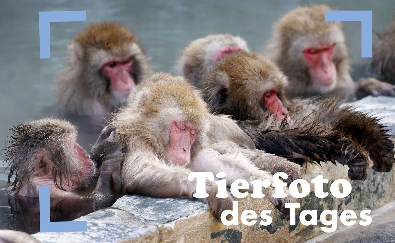 Wellness: Diese Affen genießen ein entspanntes Bad in einer heißen Quelle. 