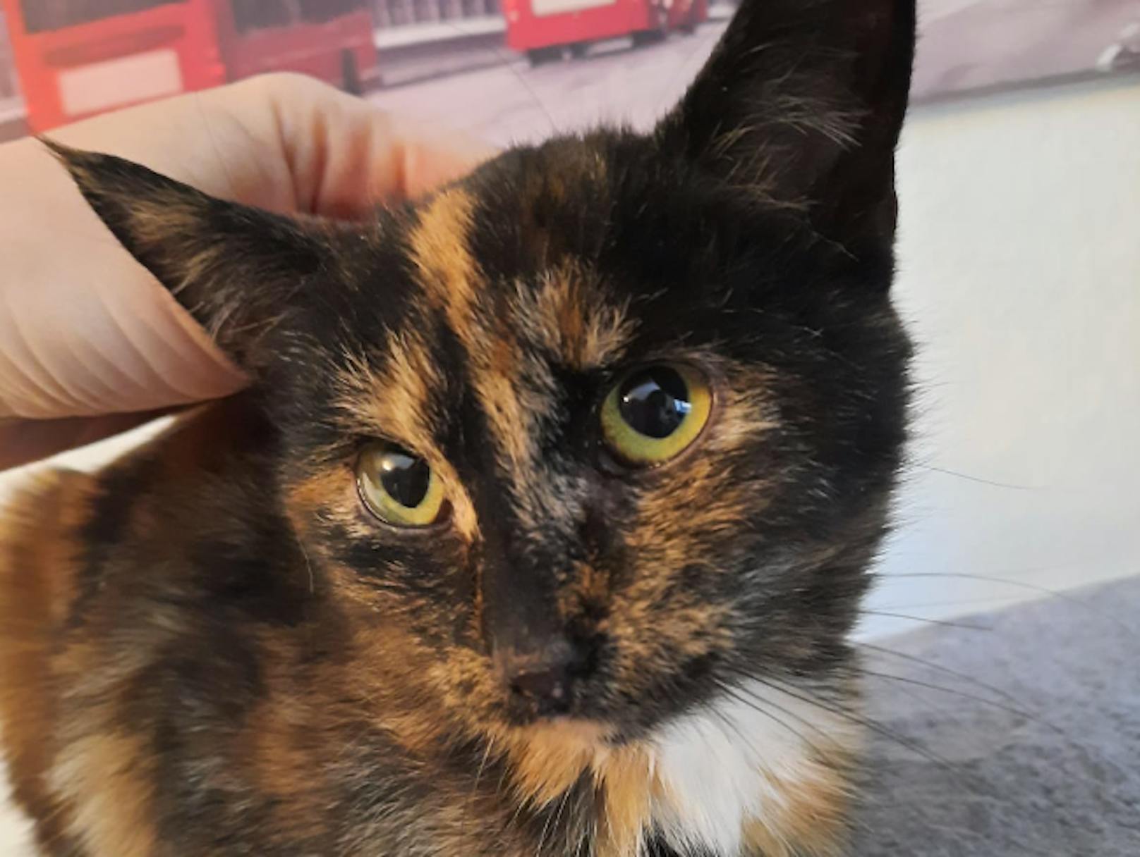 Das Kätzchen wurde auf der Straße von einer Passantin entdeckt und dann gerettet.