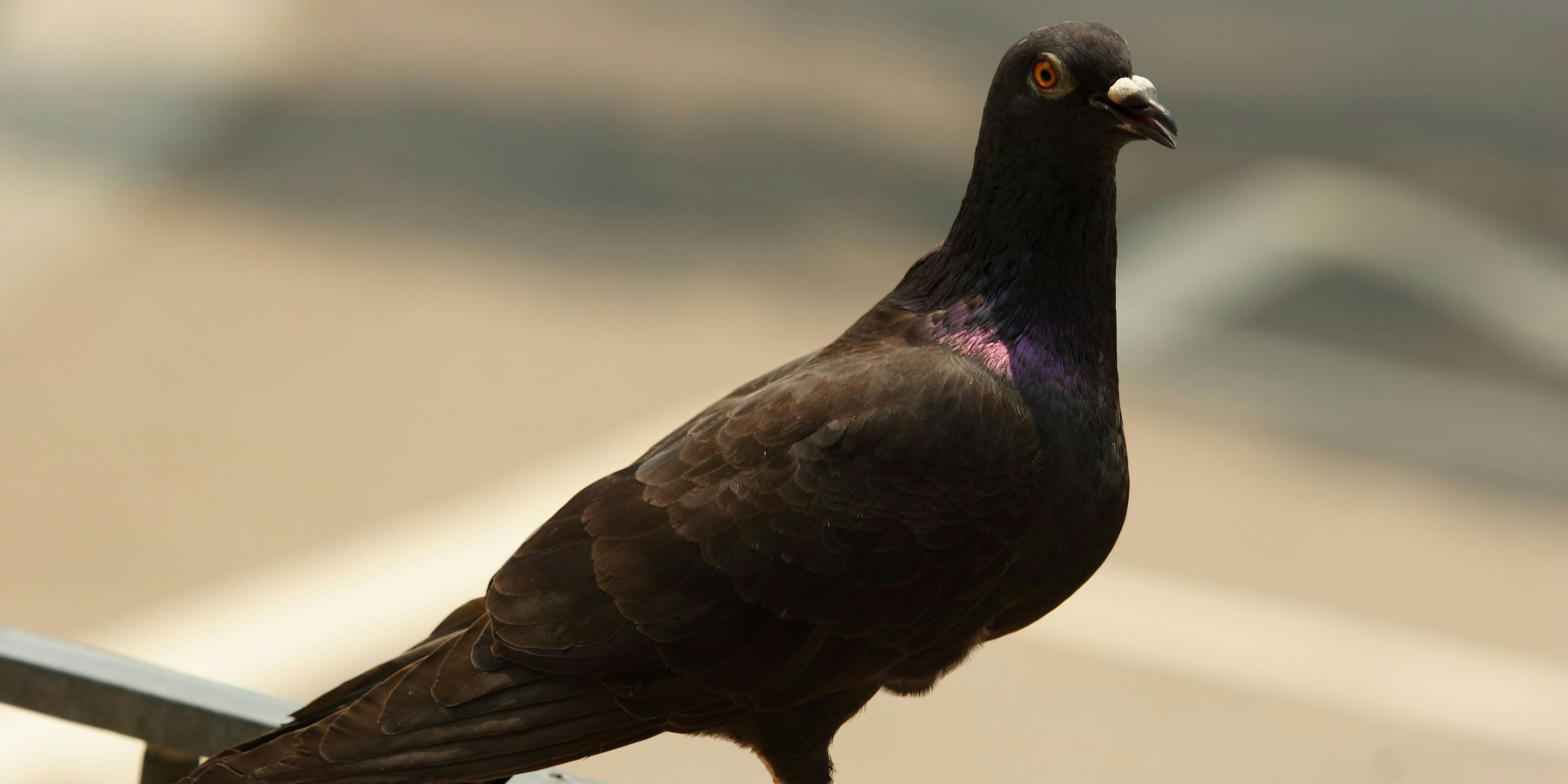 Taube "Joe" flog von Amerika bis nach Australien. Nun soll sie eingeschläfert werden. 