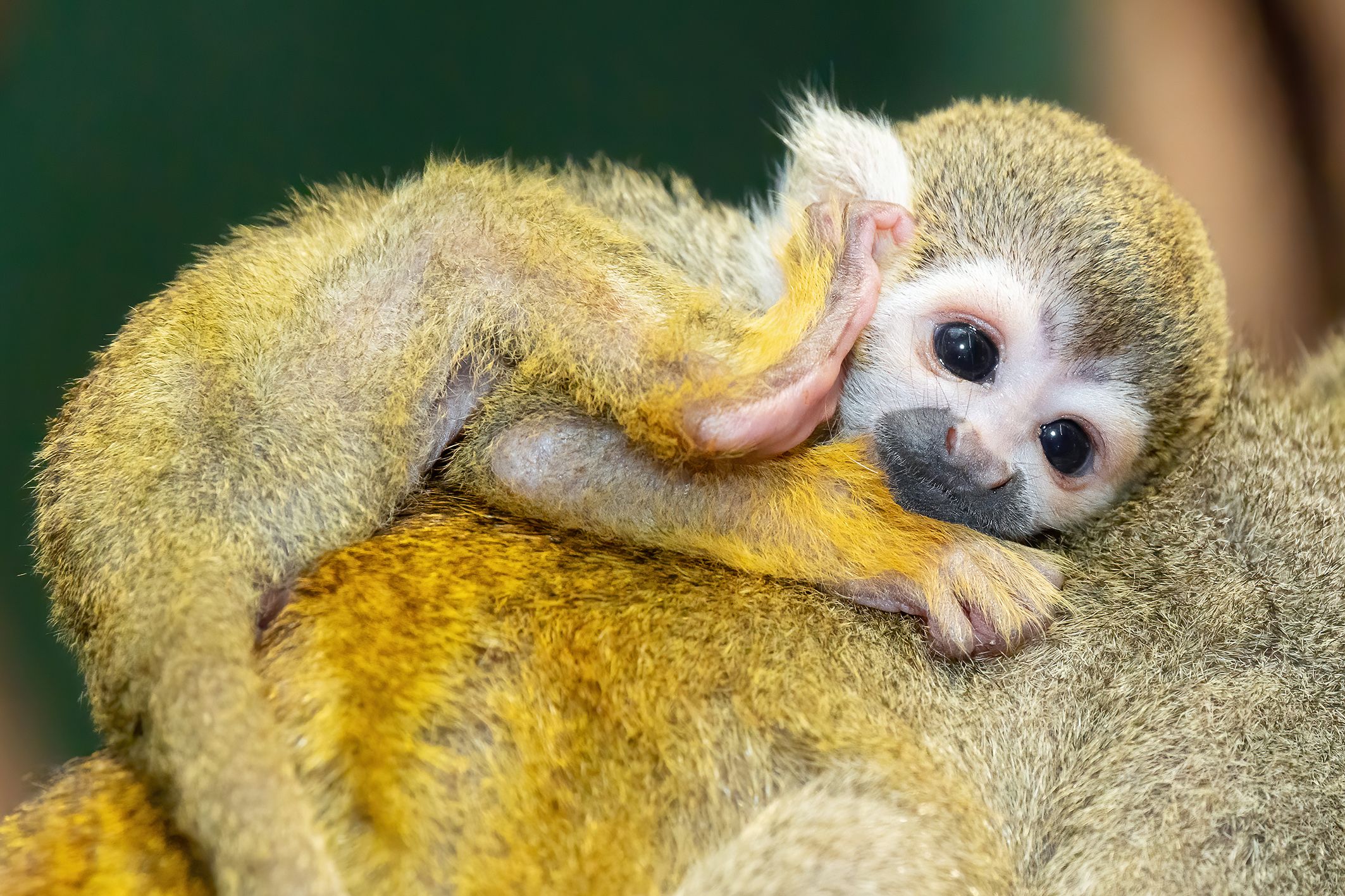Am 03. Jänner kam das dritte Totenkopfäffchen zur Welt. 