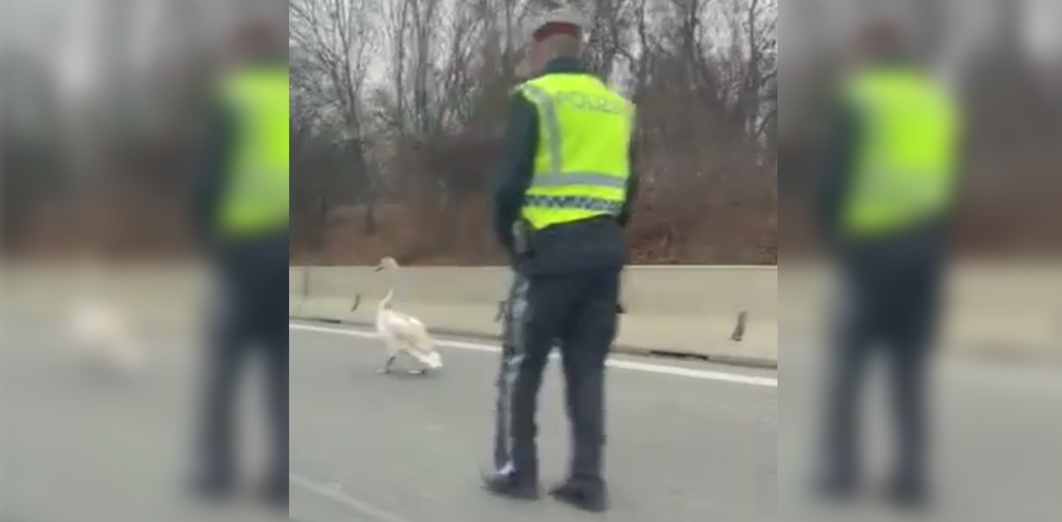 Ein Schwan auf Abwegen geriet auf die A22