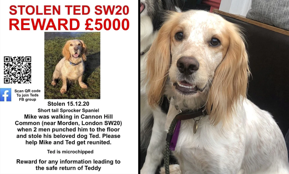 Springer Spaniel Ted wurde am 15. Dezember 2020 gestohlen. 