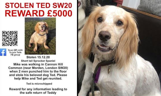 Springer Spaniel Ted wurde am 15. Dezember 2020 gestohlen.