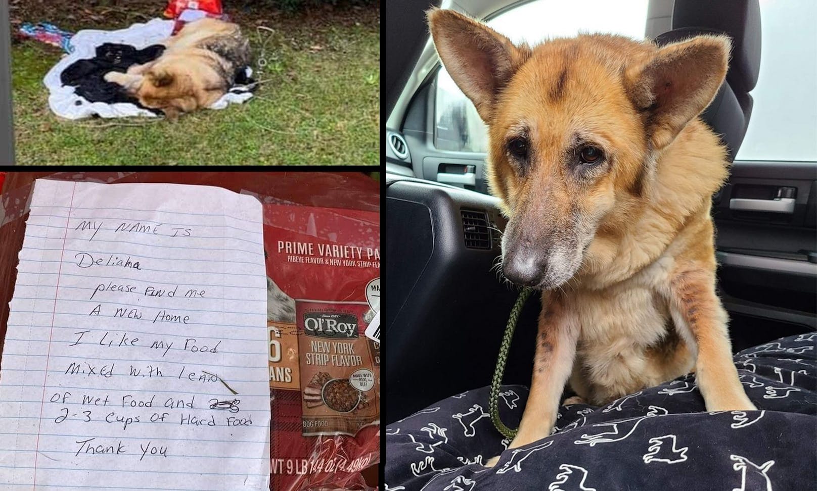 Hund vor Tierheim: Der Brief trifft mitten ins Herz