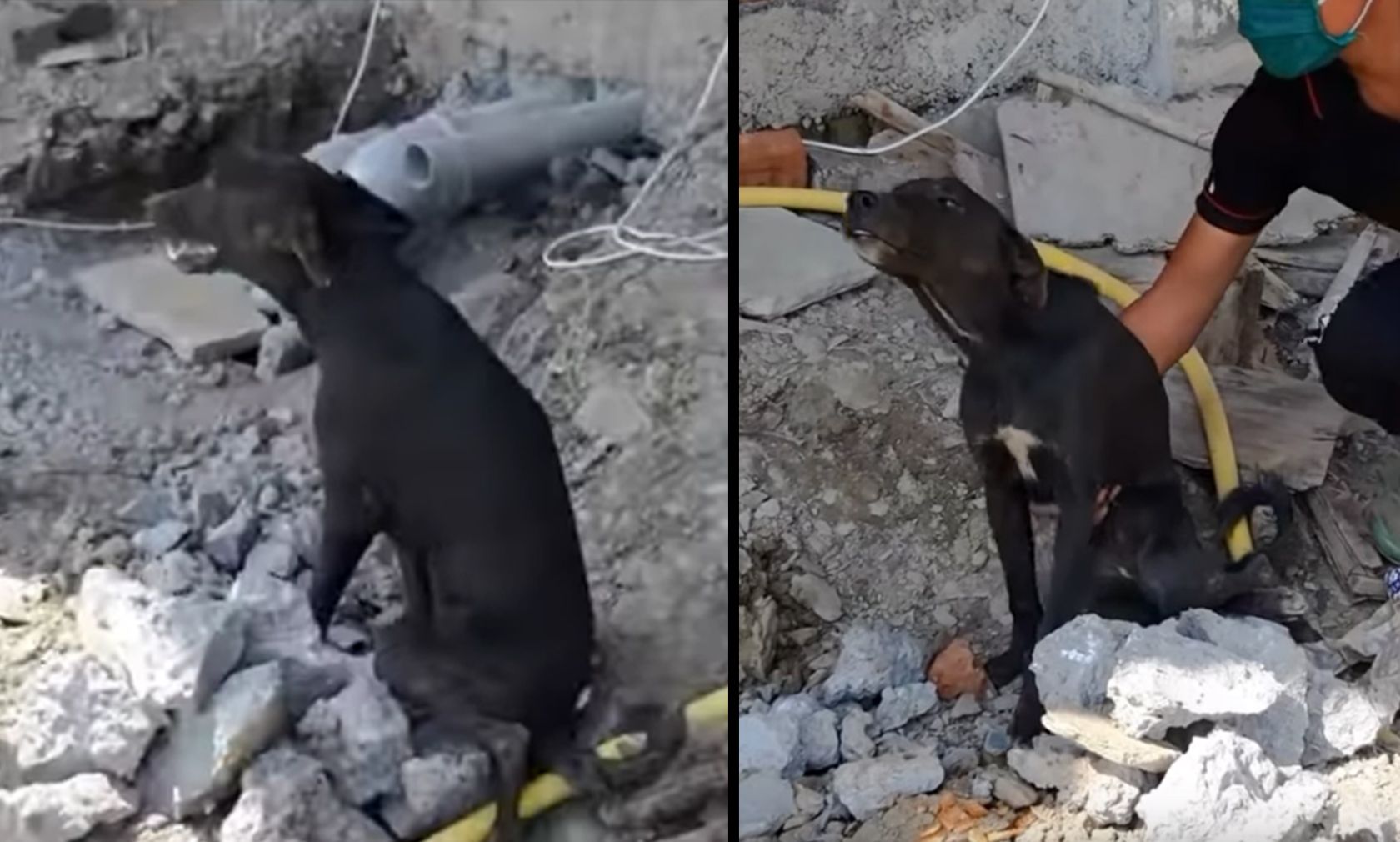 "Iris" wurde merkwürdig sitzend gefunden, da sie sich nicht mehr bewegen konnte. 