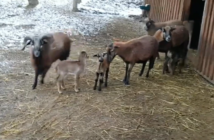 Süß! Im Gehege der Kamerunschafe tummeln sich viele Babys.