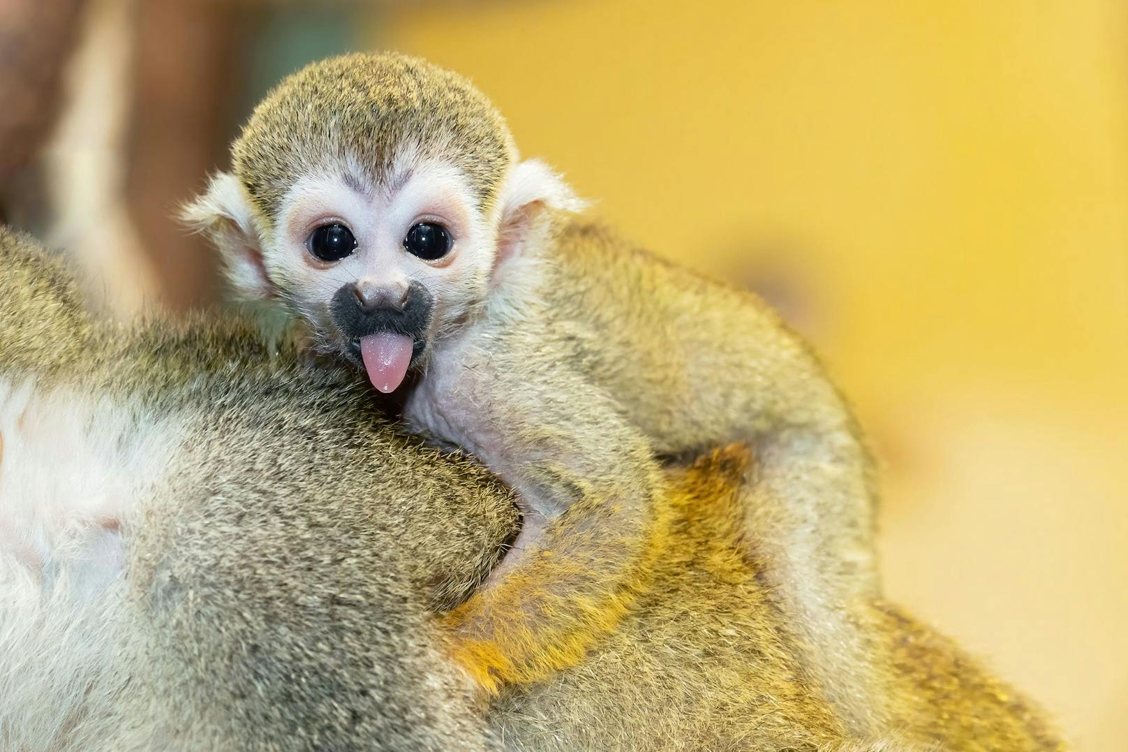 Der englische Name der Affen "Squirrel monkey" bezieht sich auf das Geschick und die Wendigkeit auf den Bäumen - wie ein Eichhörnchen eben. 