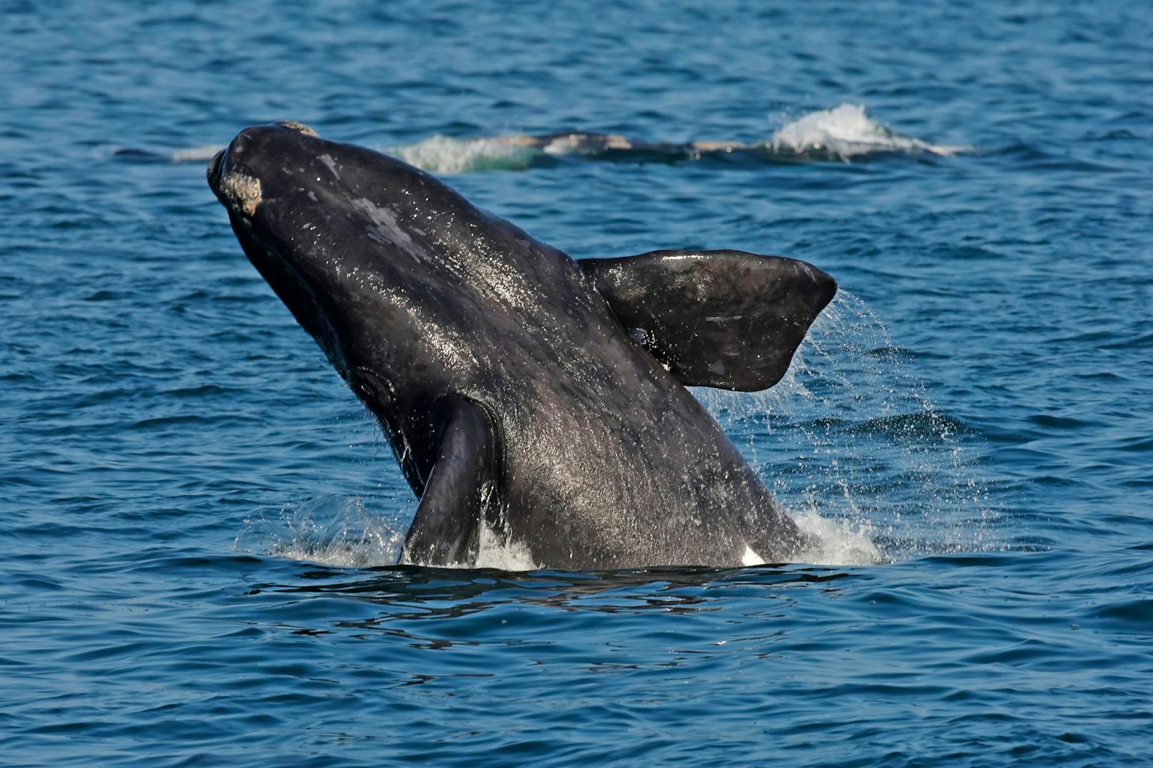 Der im Atlantik lebende Nördliche Glattwal oder Nordkaper rutschte in die höchste Gefährdungskategorie. 