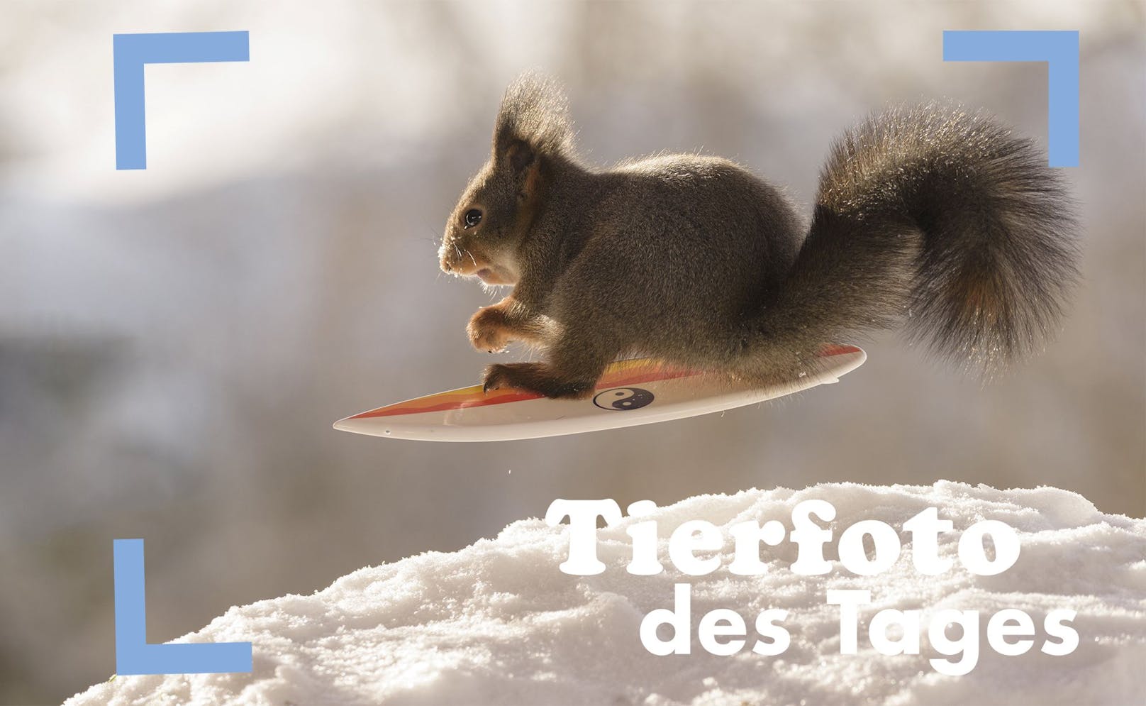 Wusch! Ein Eichhörnchen auf einem Snowboard. Tierfotograf Geert Weggen aus Schweden hat sich den Eichhörnchen verschrieben. 
