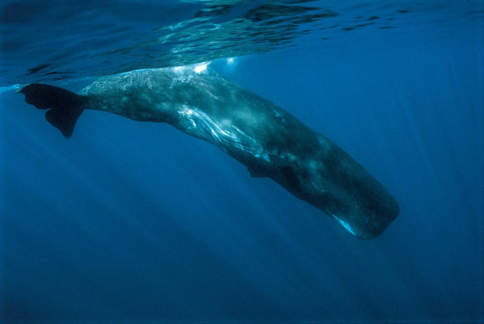 Die Vorlage für "Moby Dick", der Pottwal ist selbst in den europäischen Gewässern hoch gefährdet. 