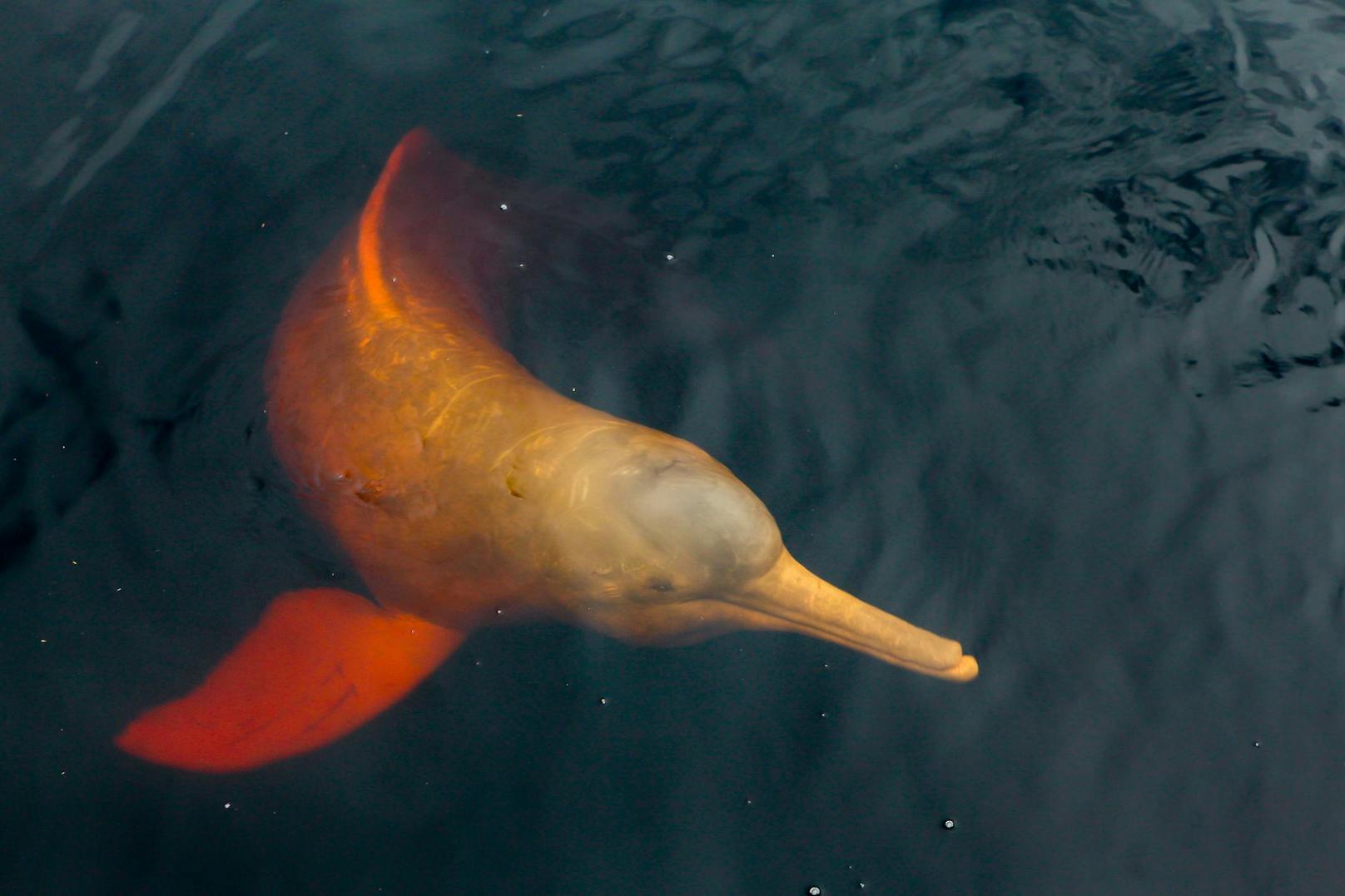 Der chinesische Flussdelphin Baiji gilt bereits als ausgestorben.
