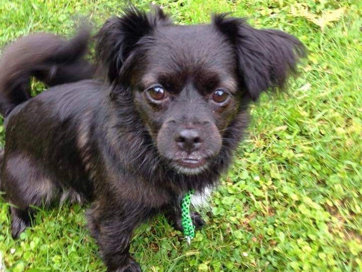 Die kleine Kiwi hat den Giftköder im Garten erwischt. 