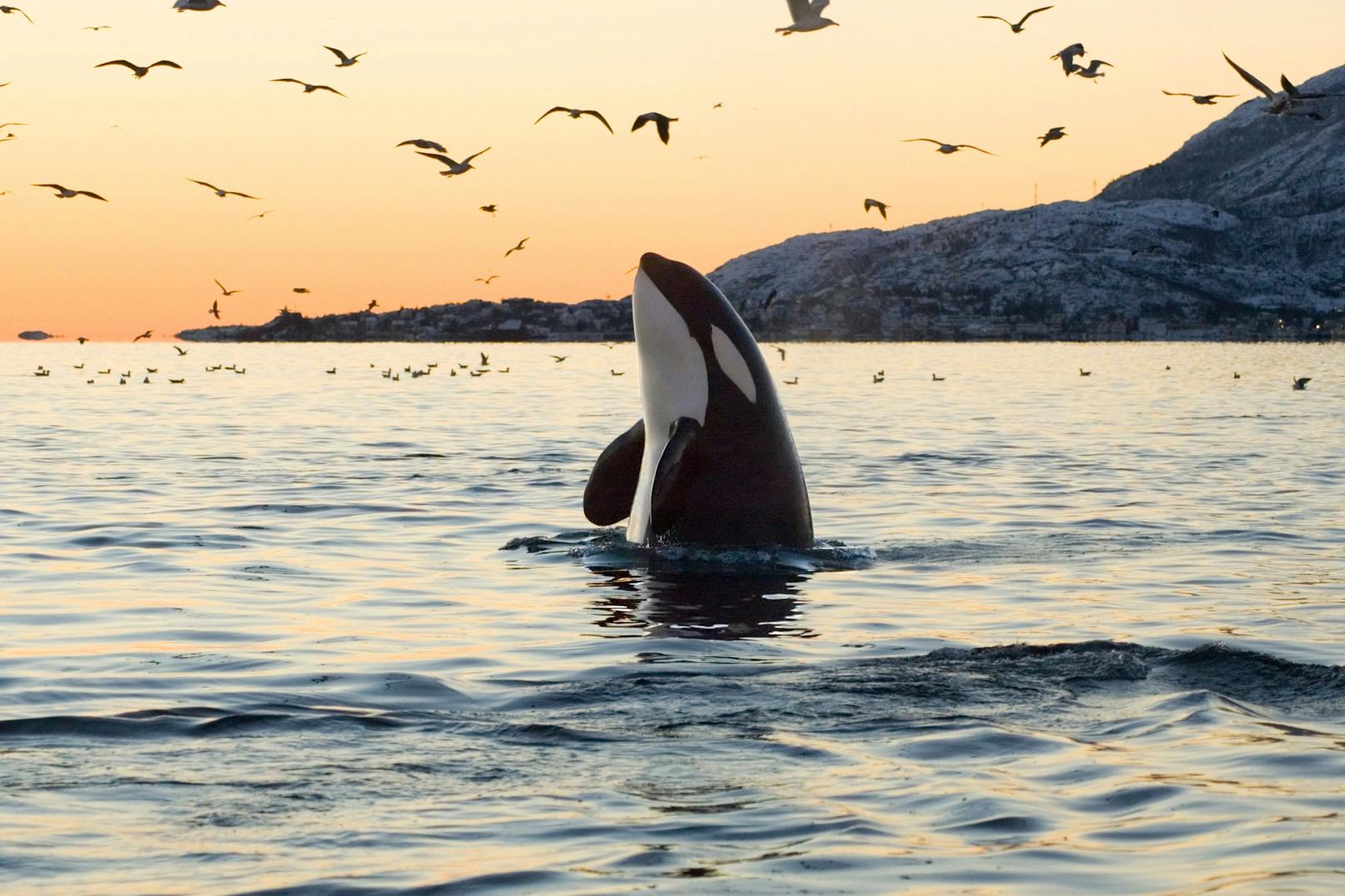 Der "Orca" oder Killerwal, bekannt aus SeaWorld und der traurigen Filmreihe "Free Willy" ist auf der Straße von Gibraltar fast verschwunden. 
