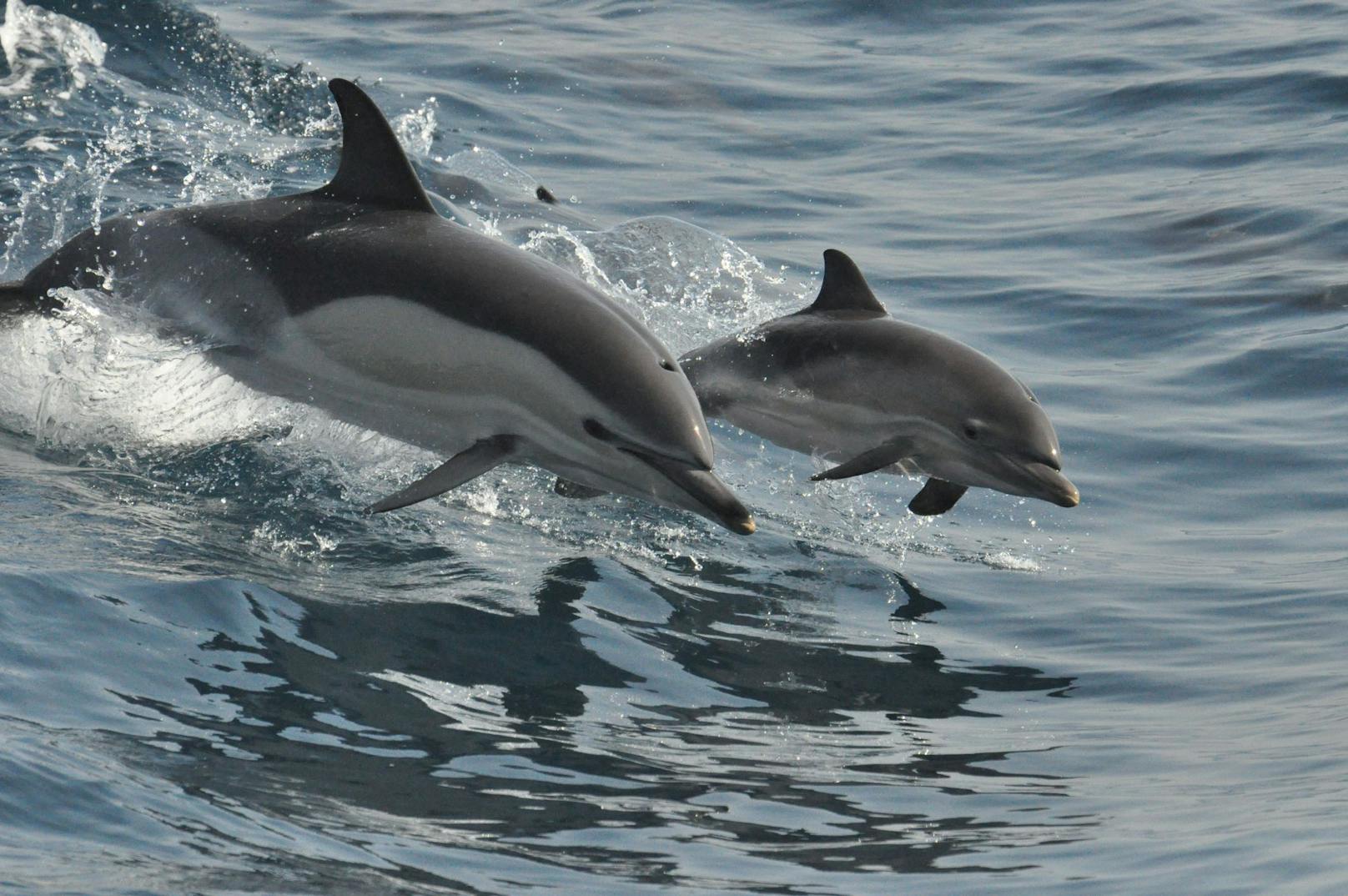 Der gewöhnliche Delphin aus dem östlichen Mittelmeer stehen ebenfalls auf der roten Liste. 